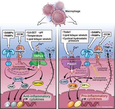 Stretching the Function of Innate Immune Cells